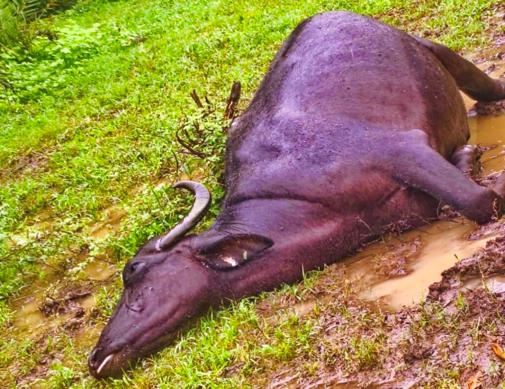 स्टे तार में फैले करंट की चपेट में आने से भैंस की अकाल मौत GOTEGAON